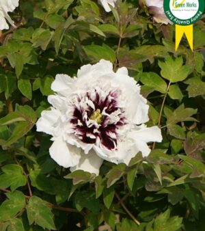 Rockii Trädpion  "Flare Eagle Wings"