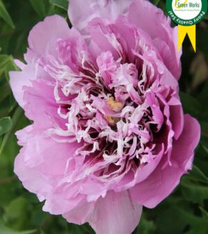 Rockii Trädpion  "Mysterious"    Nyhet !!