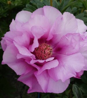 Itoh-pion  "First Arrival"