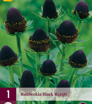 "Black Beauty"  Rudbeckia