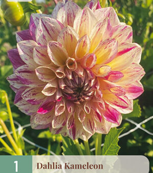 "Kamelion "   Dekorativ Dahlia.    Nyhet !!! Passa På!