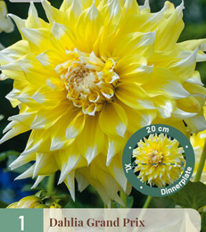 Dahlia Grand Prix XXL