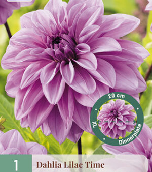 "Lilac Time"   Dinnerplate-Dahlia!