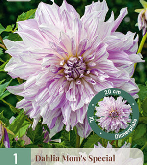 " Mom`s Special"   Dinnerplate-Dahlia!  Unik!!