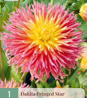"Fringed  Star"  kaktus-Dahlia.   Oh La La !!!!