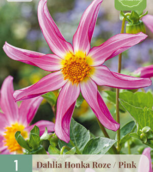 " Unik Orkide-dahlia!!  Honka  Pink/Rosa