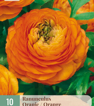 Ranunculus Asiaticus "Aviv" "Orange"     (15 torkade lökar) Nyhet!