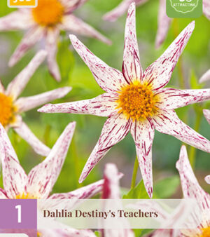 "Destinys teachers "  Unik Orkide-dahlia!!