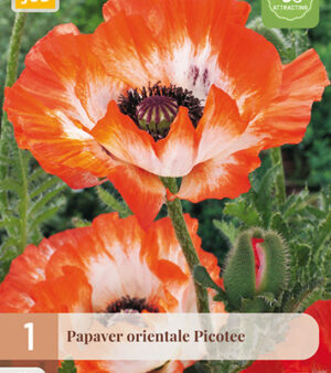 "  Jättevallmo /papaver orientale Picotee !