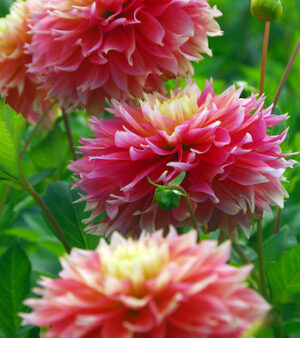 "Kogane Fubuki"  Japansk Fimbriata-Dahlia.