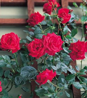 "RED New Dawn "  Skuggtålig Klätterros!   Exklusiv -Sällsynd !