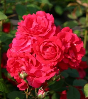 " Paul Scarlet"  Klätterros till svensk klimat. 400cm !! (1916)