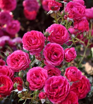 "Dolce"   Busk/rabbat-ros  ! Floribunda. Unik ätbart ros.