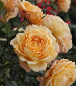 T-hybrid -Doft-Ros    Capri .