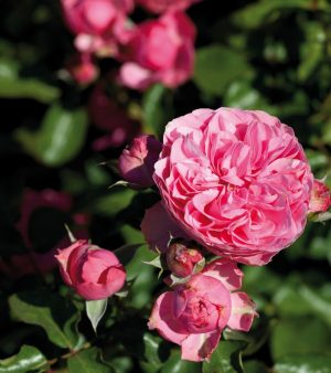 "Leonardo Da Vinci"   Engelsk rabbat-ros  ! Floribunda.  1993