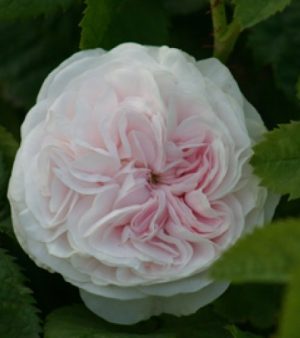 "Köningin von Danmark  "    Unik !!  Centifolia-ros- Alba-ros