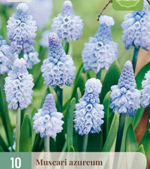 " Muscari  Azureum" ( 15 lökar !!)  Unik !! Nyhet!!
