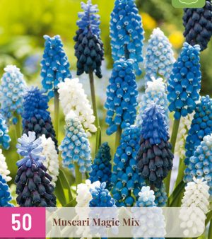 " Muscari Armeniacum" (50 lökar !!)  Pärlhyacint Blandning.