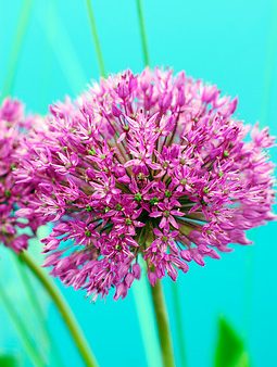 Allium   "Pink Jewel"  3  lökar !!    Sällsynd Unik !!