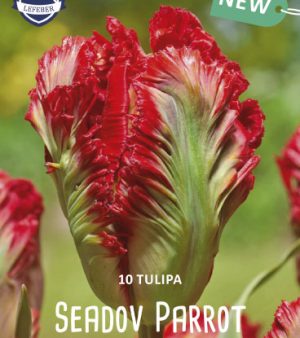 "Seadov"    10 x Papegoj tulpan.