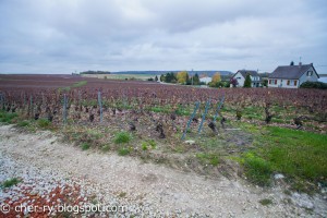Champagne terroir