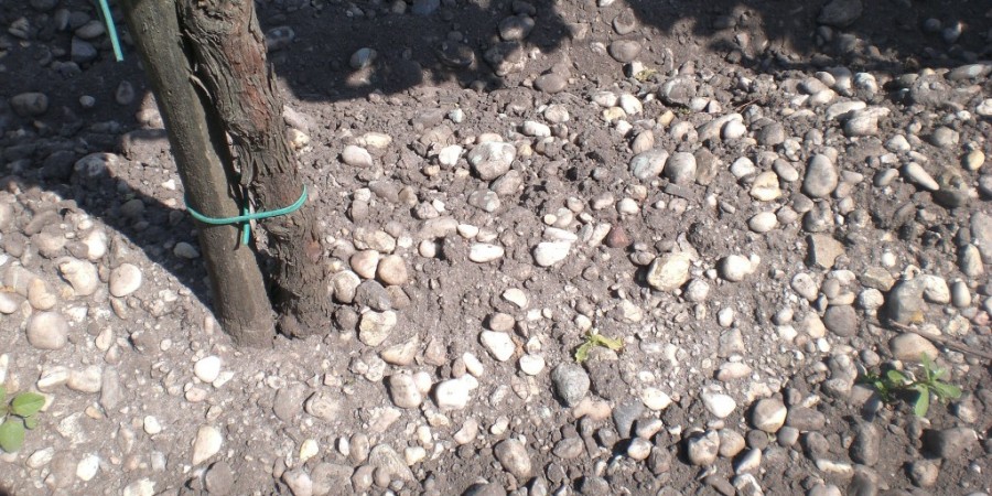 Champagne terroir