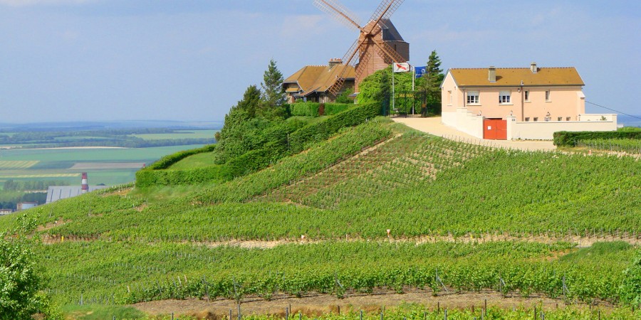 Champagne terroir