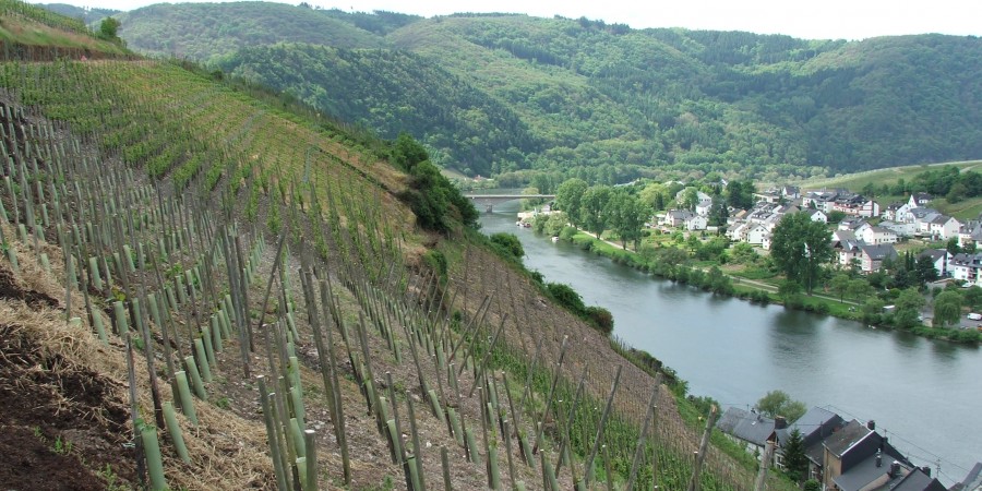 Champagne terroir