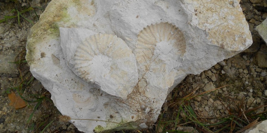 Champagne terroir