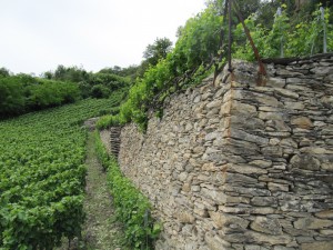 Champagne terroir