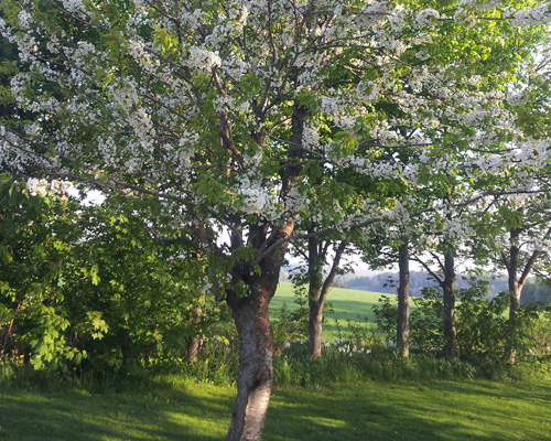 hundepension natur