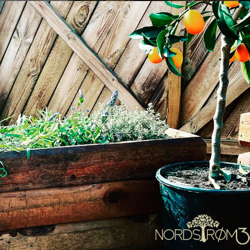PLANTKASSER
