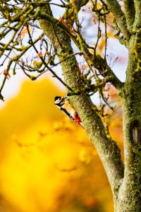 Buntspecht im Herbst bei der Arbeit