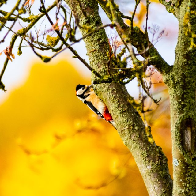 Buntspecht im Herbst bei der Arbeit