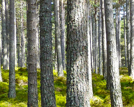 Norrländsk råvara