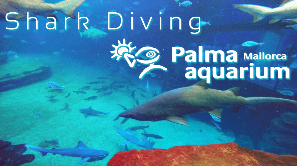 Shark-Diving-Palma-Aquarium.fw