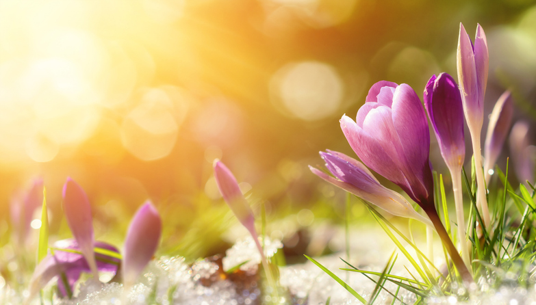 Vårblomster som vokser opp av snøen.