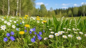Enge med vårblomster
