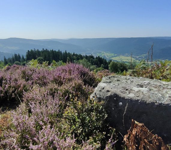 Chèvre Roche