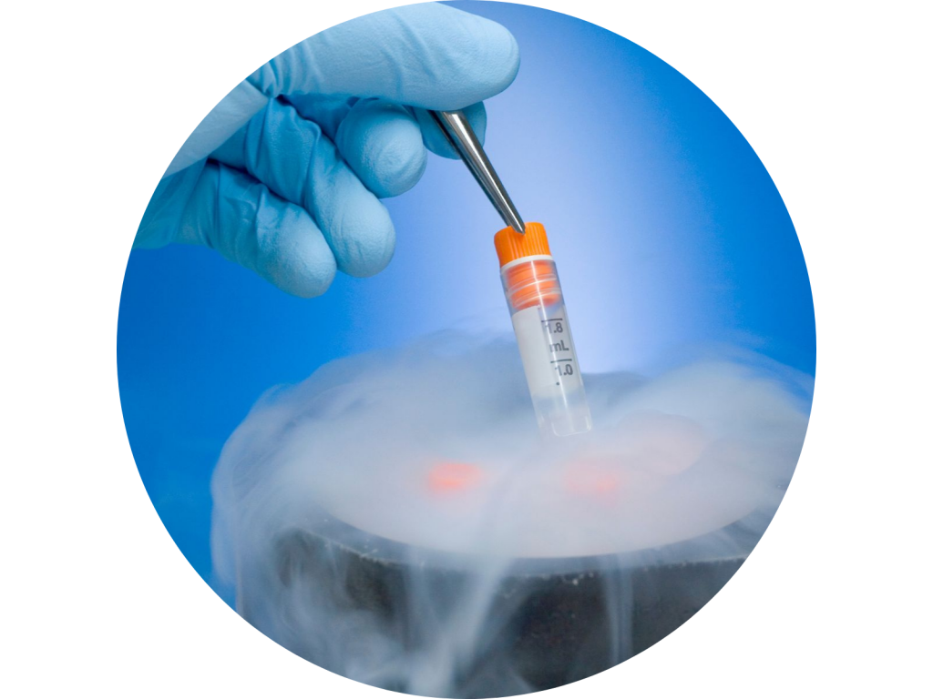 Cryopreservation