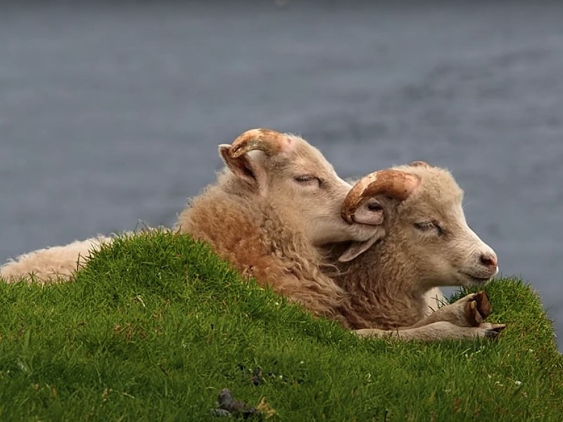 Wool #1: The history of Faroese wool