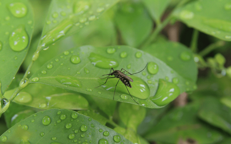 Muggenbeten kwaaltjes natuurlijke remedie