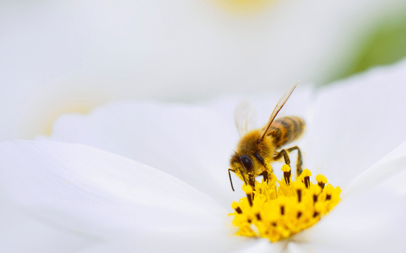 propolis druppels goed voor