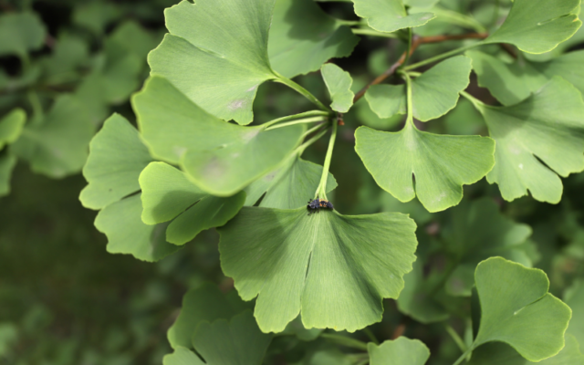 ginkgo biloba is goed voor cognitieve functie