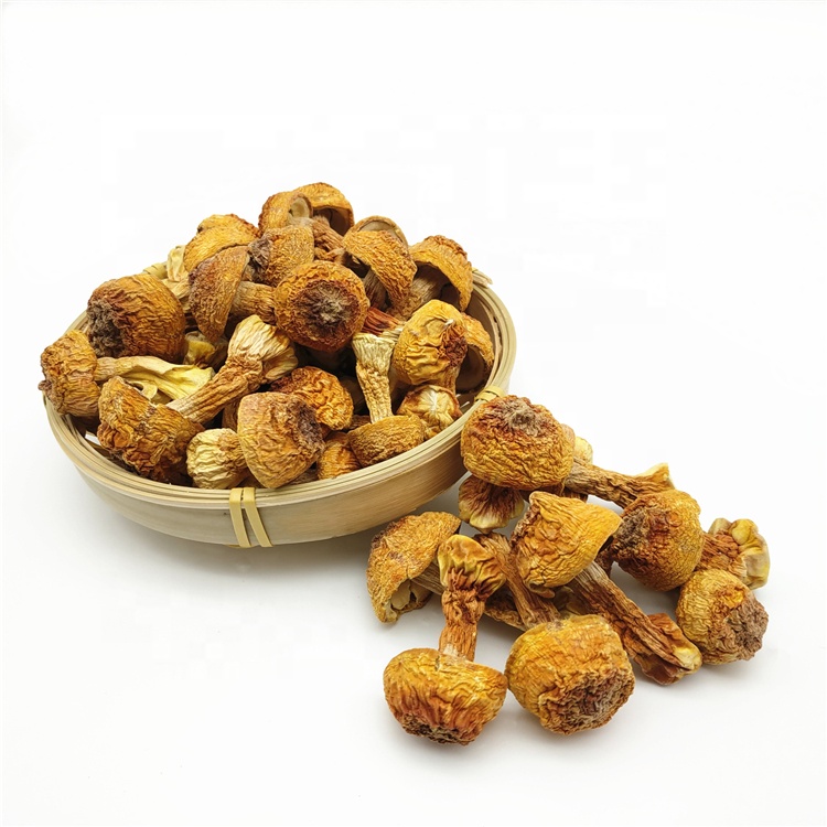 Agaricus1