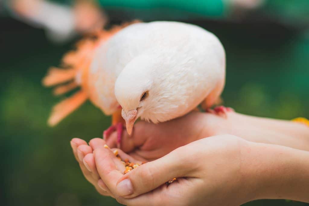 Foto de pájaro comiendo de manera consciente en las manos de una persona