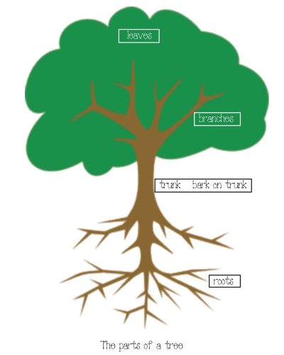 parts of trees