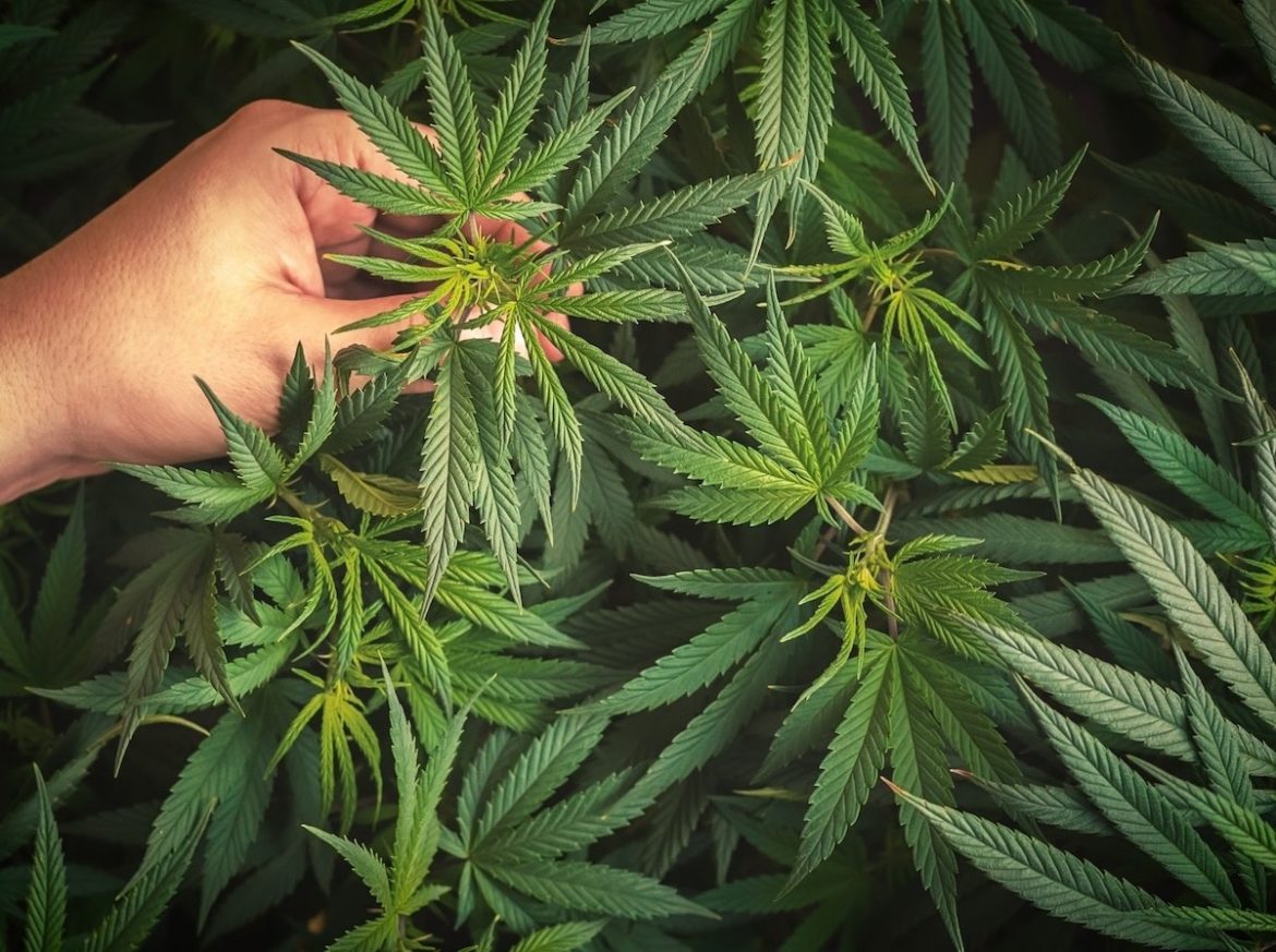 CBD produkter Sverige | Nyalanseringar.se