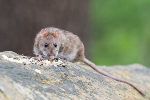 En råtta i utomhusmiljö