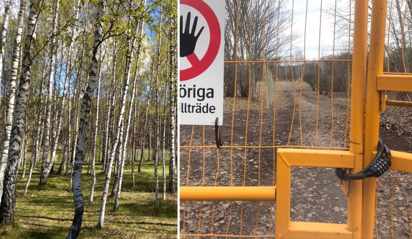 björkskog + staket